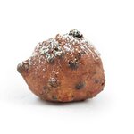 30-31 December, Oliebol krent per stuk